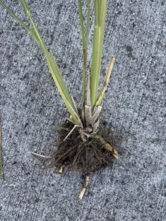 2025年最新】マコモダケ苗の人気アイテム - メルカリ