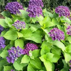 Item thumbnail for item cffcc5fa-8cba-48cb-ba5f-d2762666cdc5