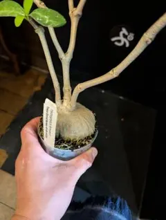 2025年最新】ヒドノフィツム フォルミカルムの人気アイテム - メルカリ