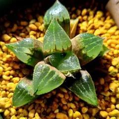 2203◎ ナイルの一滴 交配 多肉植物 ハオルチア アロエ - メルカリ