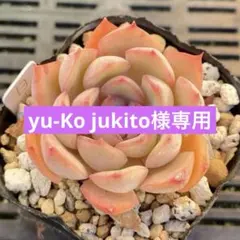 yu-Ko jukito様 リクエスト 2点 まとめ商品