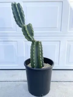 2025年最新】柱サボテンの人気アイテム - メルカリ