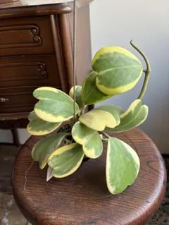 ホヤ　hoya ケリー　斑入り　吊り鉢のサムネイル