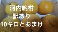 農薬不使用河内晩柑！「愛♡晩柑」木成りみかん10キロ！愛南町農園直送