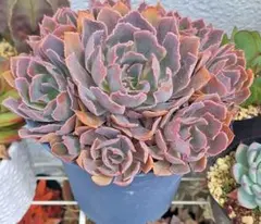 多肉植物 ネオンブレーカーズ 抜き苗 全部 - メルカリ