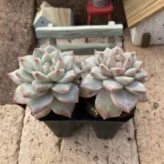 ズッキーニ様 リクエスト 3点 まとめ商品