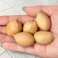 2025年最新】サイカス・カイルンシアナの人気アイテム - メルカリ