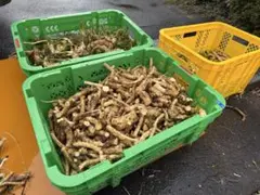 信州浅間山南麓産】天然 花わさび 250g超え - メルカリ