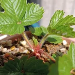 白実ワイルドストロベリー 10株以上 北アルプスを望む畑産 - メルカリ