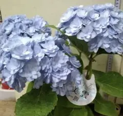 紫陽花 塩原花園さん 試作品④ 6号底面給水鉢 - メルカリ