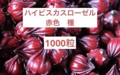 ハイビスカスローゼル　赤色　種　1000粒