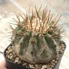 2026年最新】コピアポア シネレアの人気アイテム - メルカリ