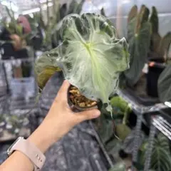 アロカシア ヴェノム Alocasia 'Venom' 管理番号s289 - メルカリ