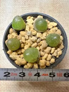 コノフィツム　ブルゲリ　5株　多肉植物　撮影6月22日のサムネイル