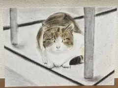 「近所の野良猫ちゃん」