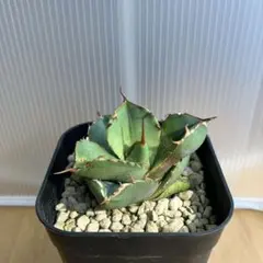 MIZUKINS様 リクエスト 3点 まとめ商品