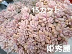 多肉植物 抜き苗 No.1309 姫秀麗 姫秋麗 1ポット - メルカリ
