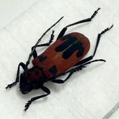 2026年最新】カミキリ 標本の人気アイテム - メルカリ