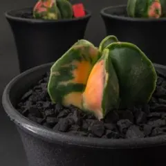 アストロフィツム ランポー玉 錦 （実生） #235