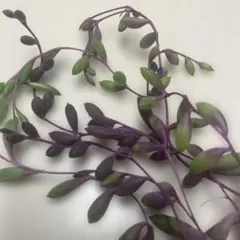 多肉植物　ルビーネックレス　 カット苗　約35センチ２本