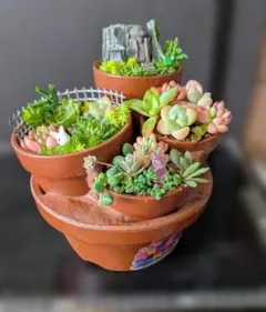 26070201今日のお買い得商品★多肉植物の寄せ植え★組鉢作品のサムネイル