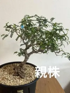 オペルクリカリア ヒファエノイデス 根挿株 oh05 【鉢ごとメルカリ便