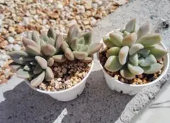 ㊾つぶつぶ屋さん　バブリー＆くもも 葉挿しセット♡のサムネイル