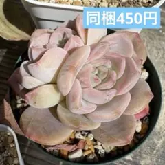 多肉　ブルーバード×ホワイトピーチ　抜き苗