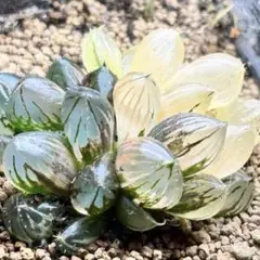 O*Z様 多肉植物　ハオルチア　OMオブツーサ錦　2頭並立