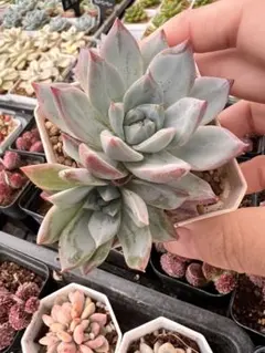 CherryBlossom 土日祝*休様 リクエスト 4点 まとめ商品