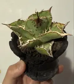 アガベ チタノタ 海王 強鋸歯 ワイルド樹形 大株20cm LED締め管理 メ*子様 アガベ チタノタ 海王 強鋸歯 ワイルド樹形 大株20cm LED締め