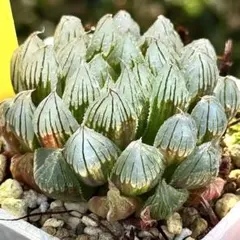 生*ご様 ブラックオブツーサ錦　超美株　ハオルチア　観葉植物　C9