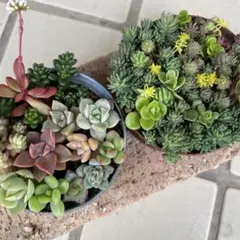 多肉植物とセダムのカット苗　詰め合わせ