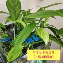 ヤマサキカズラ（水上葉）3葉以上/発根済のサムネイル
