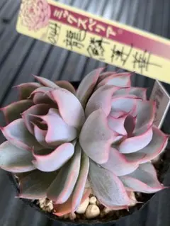 2026年最新】龍鱗蓮華の人気アイテム - メルカリ