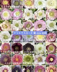 2026年最新】大木ナーサリー クリスマスローズの人気アイテム - メルカリ