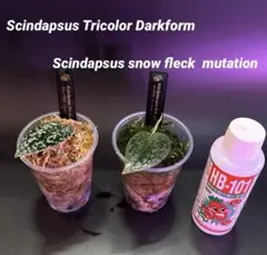 スキンダプサス スノーフレック ミューテーション ダークのおまけ付き