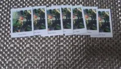 瀬名泉 ぱしゃっつ 7枚セット