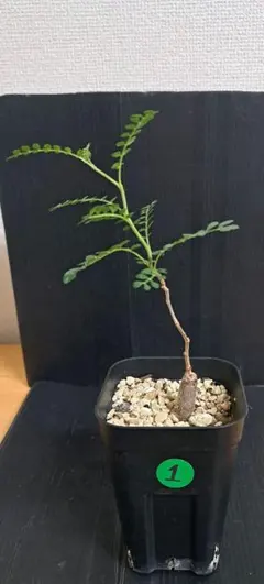 エレファントリザ プラエテルミサ 実生 塊根植物 - メルカリ