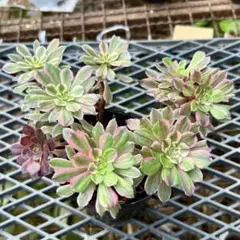 2026年最新】アエオニウム ピンクデイジーの人気アイテム - メルカリ