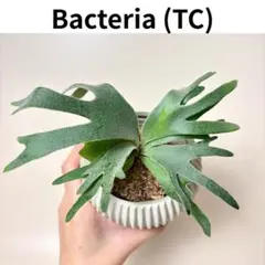 P. Willinckii Bambi (TC) 【36】 P. Willinckii Bambi (TC) 【36】 - メルカリ
