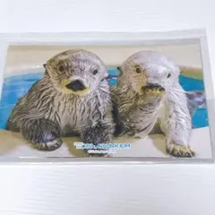 カプくじ E-4【てへっ】ブロマイド2枚セット 鳥羽水族館 メイ キラ