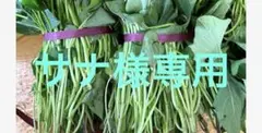 かいどん様専用】千葉県産シルクスイート芋苗100本と栗かぐや100本