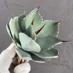 2026年最新】アガベ パリー トランカータ 斑入りの人気アイテム - メルカリ