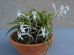 sachiken様 リクエスト 2点 まとめ商品