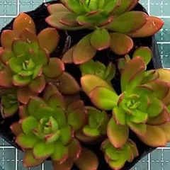 多肉植物 紅葉祭り 抜き苗 - メルカリ