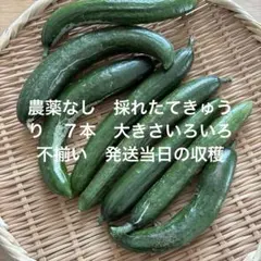 農薬なし　採れたてきゅうり　７本　大きさいろいろ　不揃い　発送当日の収穫のサムネイル