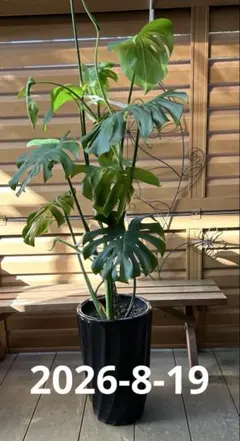 根上がり モンステラ 天然苔盆栽仕立て 陶器鉢 植え込み発送 - メルカリ