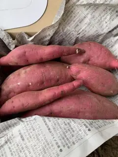 紅はるかゆうパケット便