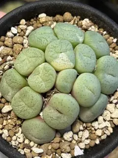 tetragonum DT7778 コノフィツム テトラゴナム - メルカリ
